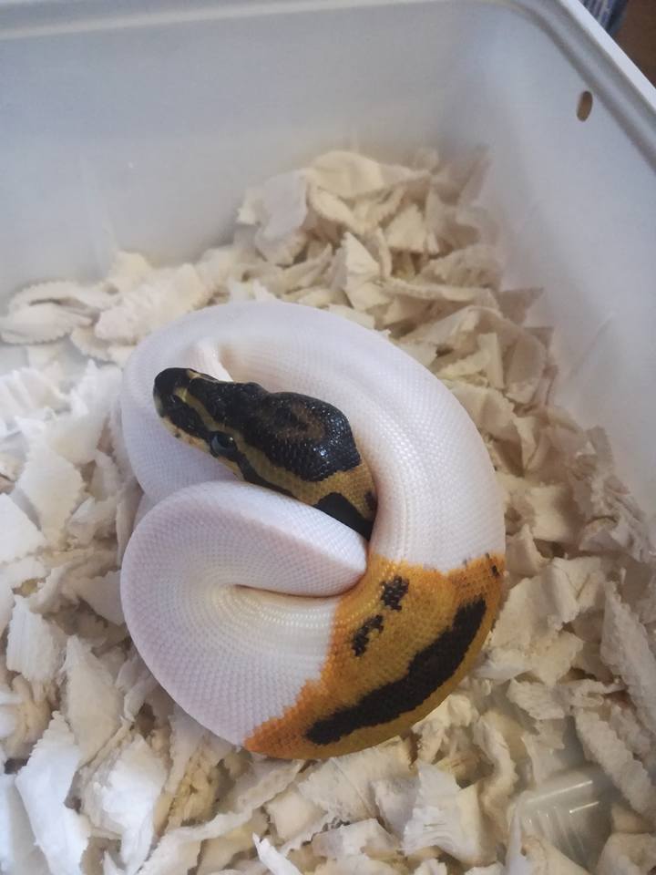 0.1 pied